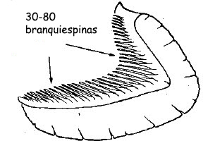 Alosa fallax_claves_01.jpg